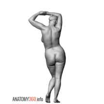 image-008-anatomy360