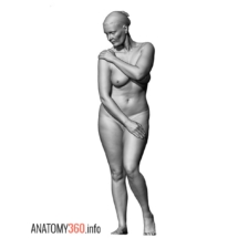 image-009-anatomy360