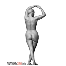 image-012-anatomy360
