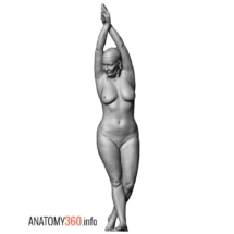 image-013-anatomy360