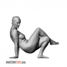 image-019-300x300-anatomy360