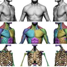 torsofrontsmall-anatomy360-modele-homme
